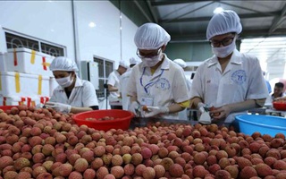 Vụ vải thiều 'thành công trong gian khó'