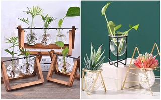 5 bình thủy sinh giá chỉ từ 40k vừa giúp phòng đẹp vừa mang năng lượng tích cực cho bạn khi làm việc tại nhà
