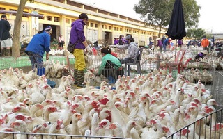 Hà Nội: Phát hiện ổ dịch cúm gia cầm A/H5N8, lại lo bùng phát tại các chợ đầu mối
