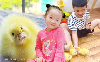 Trend nuôi vịt mùa giãn cách: Bé bỗng thành “phụ huynh” siêu đảm, quên luôn cả tivi, điện thoại
