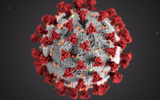 Phát hiện dơi ở Lào mang virus có đặc tính giống SARS-CoV-2