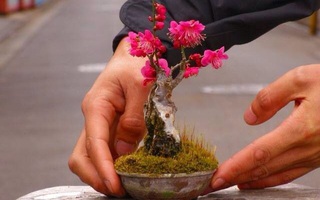 15 chậu hoa bonsai mini siêu đẹp để trang trí nhà dịp Tết