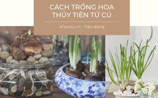 Cách trồng thủy tiên bằng củ không cần đất để trang trí nhà đón Tết, trồng ngay từ bây giờ để ra hoa đúng thời điểm