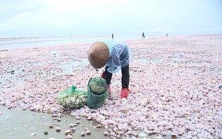 Nam Định khắc phục hậu quả môi trường sau khi hàng trăm tấn ngao dạt vào bờ biển