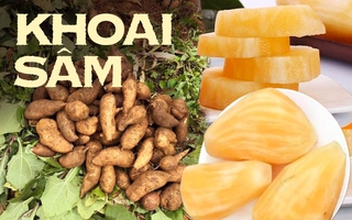 Đặc sản của Lào Cai giá chỉ 20 nghìn/kg, nhìn tưởng khoai lang nhưng thơm mùi nhân sâm