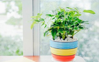 6 loại cây đuổi muỗi hiệu quả có giá chưa đến 300 nghìn đồng