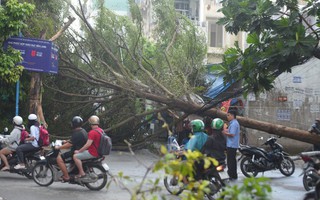 Cây xanh bật gốc quật ngã cột điện trong cơn mưa dông ở TPHCM