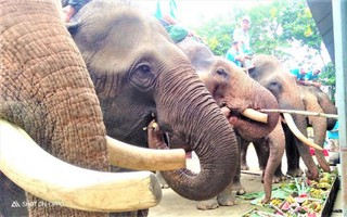 Viện trợ hơn 55 tỷ đồng để chấm dứt du lịch cưỡi voi