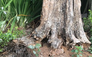 Loạt cây xanh chết trên đường phố Hà Nội nghi do đầu độc