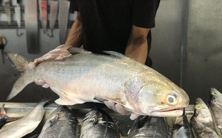 Loại cá là đặc sản của các tỉnh phía Bắc, giá bán 300 nghìn/kg vẫn được yêu thích