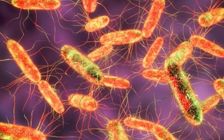 Vi khuẩn Salmonella lây qua đường nào?