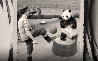 Không tham gia World Cup, Trung Quốc cử 2 'quốc bảo' đến Qatar thay thế, trở thành một phần trong 'lịch sử ngoại giao gấu trúc'