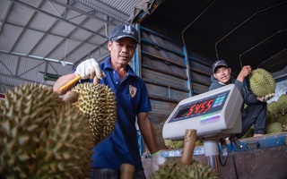 Lợi thế cho sầu riêng Việt Nam