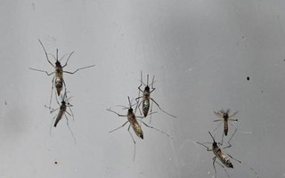 Cảnh báo về bệnh viêm não Nhật Bản ở người và vật nuôi tại Australia