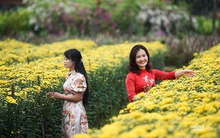 "Thủ phủ" hoa Mê Linh rực rỡ khoe sắc trước thềm Festival hoa lần đầu tiên