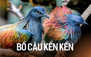 Bí ẩn Nicoba - Loài bồ câu "hướng nội" quý hiếm mới xuất hiện tại Vườn Quốc gia Côn Đảo