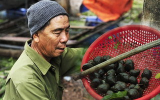 Cả làng làm giàu nhờ con ốc nhồi ngay dưới ao nhà