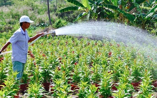 TP.HCM: Làng hoa tất bật chuẩn bị cho vụ Tết, công nhân thất nghiệp có việc làm thêm