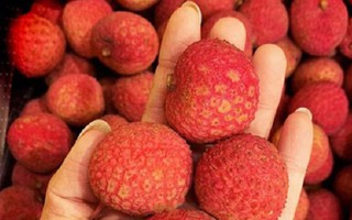 Vải thiều 'đi máy bay' từ Úc về Việt Nam, giá 1,3 triệu đồng/kg