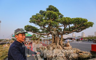 Dàn cây cảnh tiền tỷ đổ bộ về Hà Nội trước Tết Dương lịch