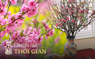Thấy hoa đào là thấy Tết, nhưng bạn có biết loài hoa này đại diện cho điều gì không?