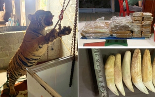 Mua con hổ về xẻ thịt nấu cao, 5 người chia nhau 69 tháng tù