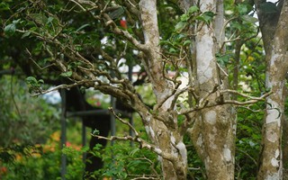 Mục sở thị cây chè cổ thụ hàng chục triệu đồng chơi Tết sớm