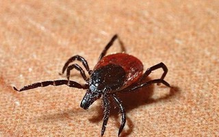 Virus mới được phát hiện ở bọ ve Thụy Sĩ gây viêm màng não