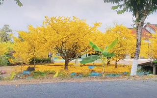 Cây mai vàng trồng trước sân nở rực cả một góc trời khiến ai đi ngang cũng phải ngoái nhìn 