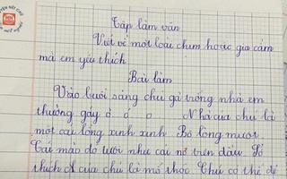 Học sinh tiểu học làm văn tả CON GÀ TRỐNG, đọc đến chi tiết cuối mà dân tình cười xỉu ba ngày chưa tỉnh: Con gà này chắc ĐỘT BIẾN 