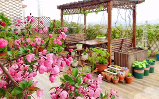 Tận dụng triệt để, không để thừa 1m² nào trên sân thượng, mẹ đảm có được khu vườn hoa tươi rực rỡ lại có cả rau sạch dùng quanh năm