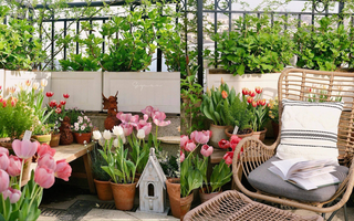 Ngây ngất với khu vườn sân thượng có đến 50 loại hoa hồng, rau xanh, trái cây đều đủ