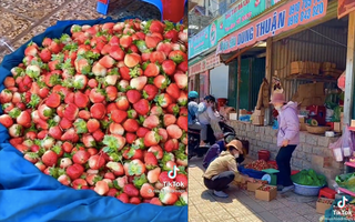 Đi chợ Đà Lạt mua dâu hay gặp “hàng độn” quả hư, quả dập, cô gái ấm ức quyết tìm địa điểm bán dâu cực ngon đáng để tham khảo
