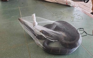 Tá hỏa phát hiện rắn hổ mang chúa dài hơn 3m bò vào trường học