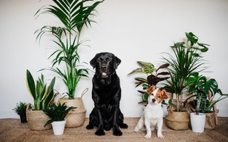 9 loại cây gây hại cho thú cưng cần phải loại bỏ ngay ra khỏi nhà 