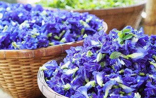 Hoa đậu biếc rất tốt cho sức khỏe nhưng đừng bao giờ pha theo 3 cách này kẻo hóa độc, hại sức khỏe