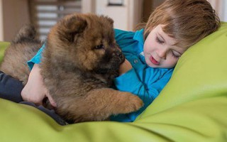 Viêm gan cấp tính bí ẩn ở trẻ em có thể do lây từ chó cảnh