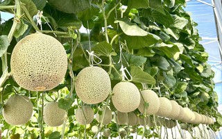 Cô gái 9x ở Kiên Giang đưa kinh nghiệm trồng dưa lưới cho năng suất cao
