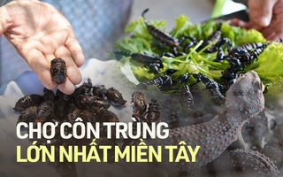 Độc đáo chợ côn trùng lớn nhất miền Tây và sự thật về lời đồn "xuân dược"