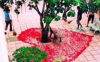 Hà Tĩnh có 1 ngôi trường gây bất ngờ với khuôn viên hoa lá rực rỡ như công viên