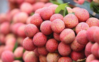 Muốn lựa được vải tươi ngon, ngọt nước, dày cùi lại đảm bảo 100% không sâu đầu thì chị em phải biết những bí quyết này