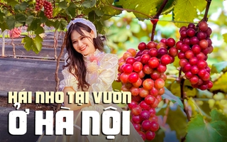 Trải nghiệm hái nho tại vườn ngay Hà Nội