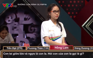 Câu hỏi Olympia khiến cả BTC lẫn thí sinh đều trả lời sai: "Con lai giữa lừa và ngựa là con la. Vậy con của con la là gì?"