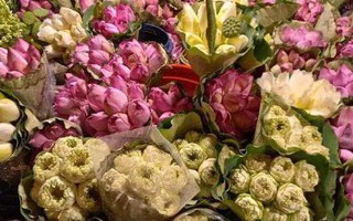 Hoa sen cuối mùa, chị em Hà thành tranh thủ mua về cắm chơi