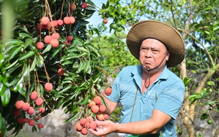 Cận cảnh vườn vải thiều không hạt ở Bắc Giang: Thơm ngọt, không bị sâu đầu, 100.000 đồng/kg vẫn không có để bán