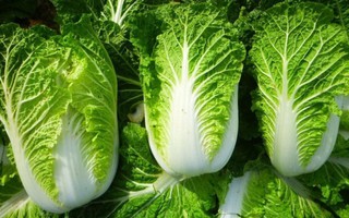 Rau cải thảo nên mua loại xanh hay trắng mới tốt? Cải thảo có dấu hiệu này nhất định không nên mua!