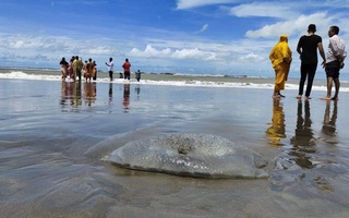 Hàng trăm con sứa khổng lồ chết bí ẩn dạt vào bờ biển Bangladesh