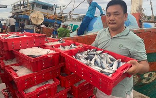 Chuyến ra khơi của ngư dân Quảng Bình "trúng đậm" hàng tỉ đồng