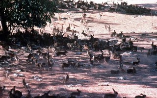 'Thảm họa thỏ' ở Australia: Hành động bất cẩn của 1 người khiến cả nước gặp họa