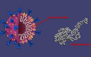 Tin vui: Thuốc chống ung thư cũng có thể hoạt động như liệu pháp kháng virus COVID-19